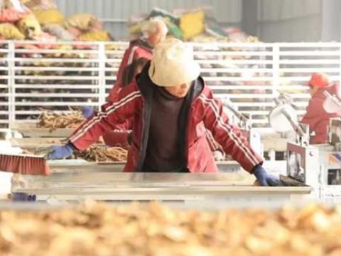 江西德安磨溪乡带“刺”果子铺就乡村振兴点“金”路