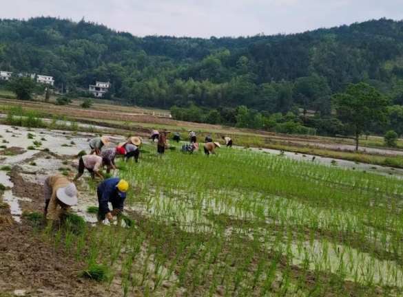 江西袁州区：立夏插秧党旗红，春耕一线践初心