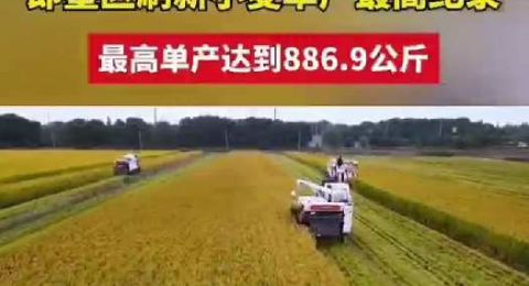 青岛市夏收夏种收官，青岛市即墨区刷新小麦单产最高纪录