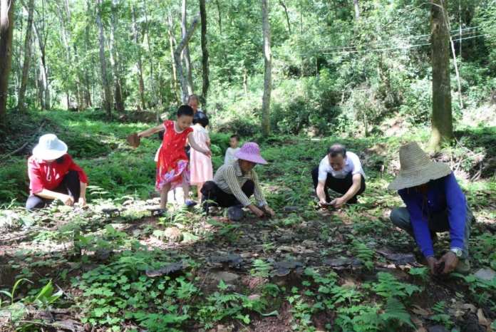 江西安远县塘村乡：林下灵芝铺就乡村振兴致富路