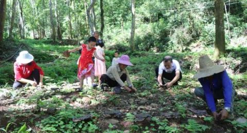江西安远县塘村乡：林下灵芝铺就乡村振兴致富路