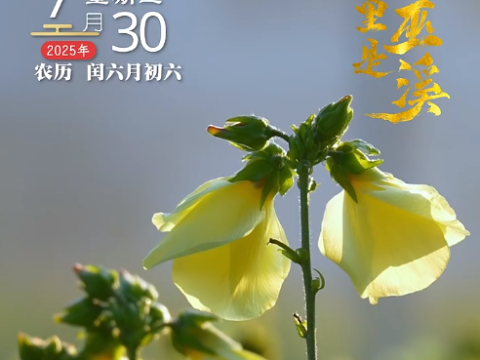 “濒危植物金花葵”特色农产品走进寻常百姓家