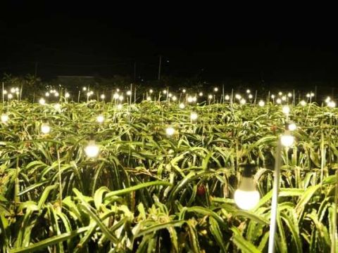 云南勐海县勐满镇：千亩火龙果映红振兴路党建引领结出“家门口致富果”