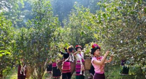 党建引领“茶”振兴，三力驱动富乡邻——云南勐海县勐满镇曼贺东村红茶厂创新发展纪实