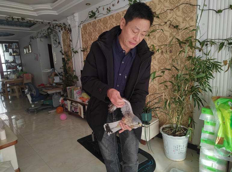 河北晋州丨市民政府齐助力  救助野生保护动物