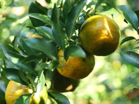 &ldquo;忙到要请人，心里却高兴！&rdquo;云南勐满橘农的丰收告白