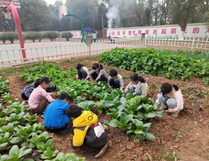 江西吉州区兴桥镇：耕读润童心 劳动促成长