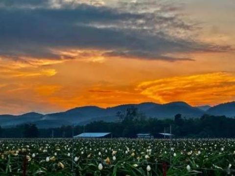 云南勐腊：雨林深处谋振兴 集体经济迈新阶