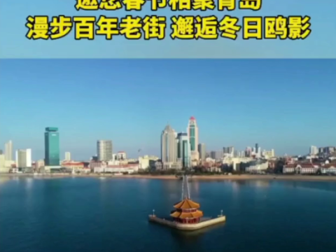 青岛市南区四大亮点活动邀您春节相聚青岛漫步百年老街邂逅冬日鸥影