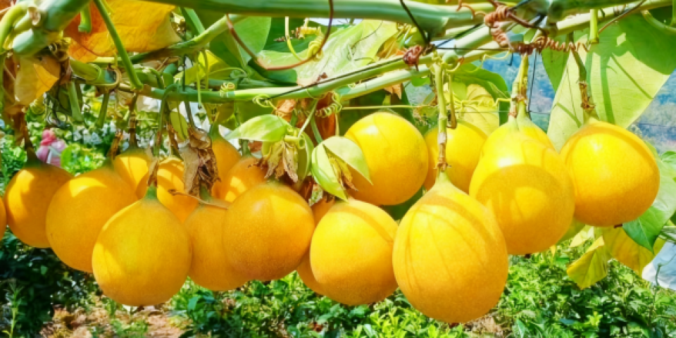 开最美的花，结最甜的果！勐遮热情果，让山野变金山，让日子甜到心尖