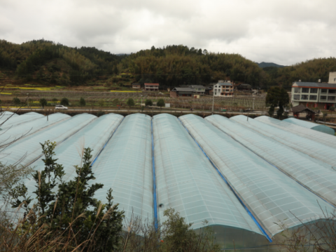 湖南省绥宁东山村：投建辣椒种植园 多元产业赋能乡村振兴