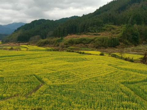 湖南绥宁县黄土矿镇源头村：三百亩油菜花开迎客 冬闲田变身增收致富园