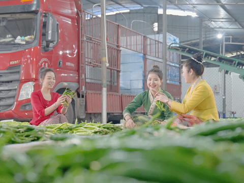 红色引擎驱动冬农旺 边境沃土孕育致富果&mdash;&mdash;云南勐伴镇以党建引领激活冬季农业增收密码