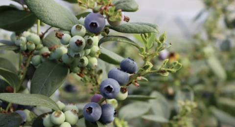 &ldquo;一村一品&rdquo;促增收 果莓铺就振兴路