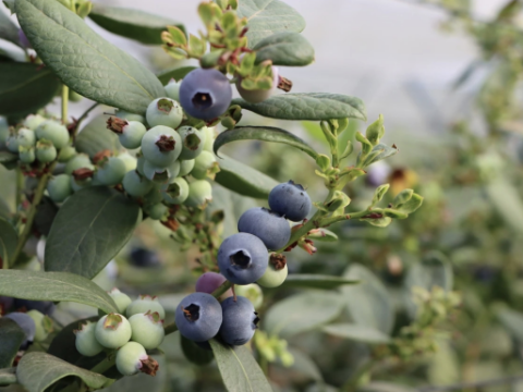 &ldquo;一村一品&rdquo;促增收 果莓铺就振兴路