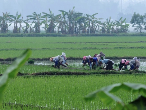 云南勐遮镇曼洪驻村：筑牢防线促振兴，精耕细作谋发展