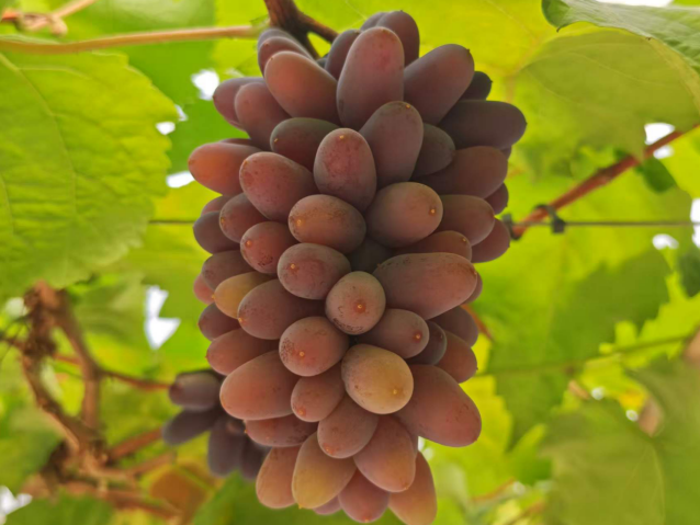 云南勐海县打洛镇：茉莉香葡萄 “串” 起边陲致富链