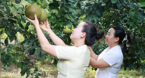 云南勐海勐往：把&ldquo;致富岗&rdquo;送到家门口