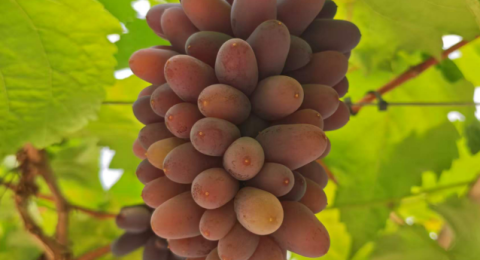 云南勐海县打洛镇：茉莉香葡萄 &ldquo;串&rdquo; 起边陲致富链