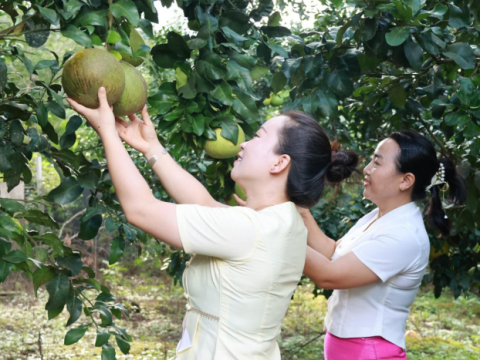 云南勐海勐往：把&ldquo;致富岗&rdquo;送到家门口