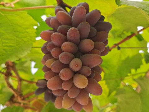 云南勐海县打洛镇：茉莉香葡萄 &ldquo;串&rdquo; 起边陲致富链