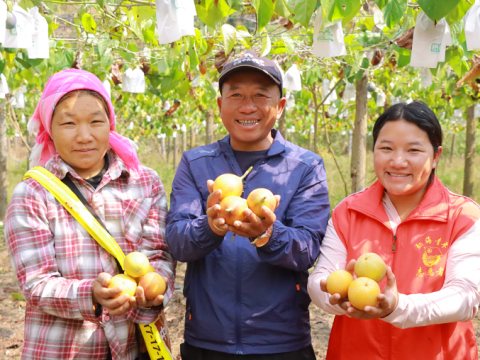 云南勐海县格朗和：&ldquo;果&rdquo;然有搞头！小果子&ldquo;接二连三&rdquo;撬动振兴