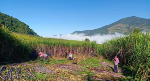 云南勐海西定：&ldquo;一线工作法&rdquo;赋能蔗糖产业&nbsp;&nbsp;增收致富有&ldquo;蜜&rdquo;方