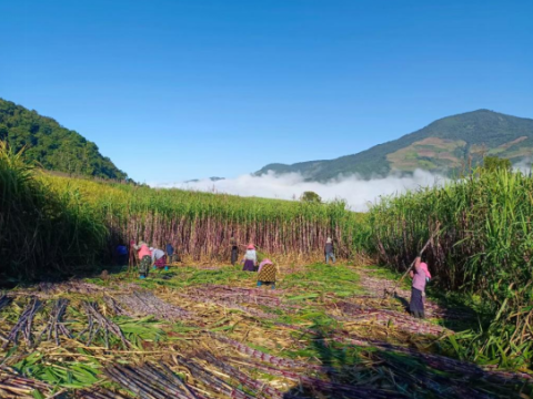 云南勐海西定：&ldquo;一线工作法&rdquo;赋能蔗糖产业&nbsp;&nbsp;增收致富有&ldquo;蜜&rdquo;方