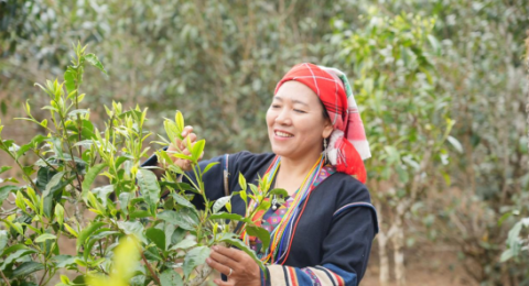 组织化破解&ldquo;用工荒&rdquo;，一片叶带富千万家