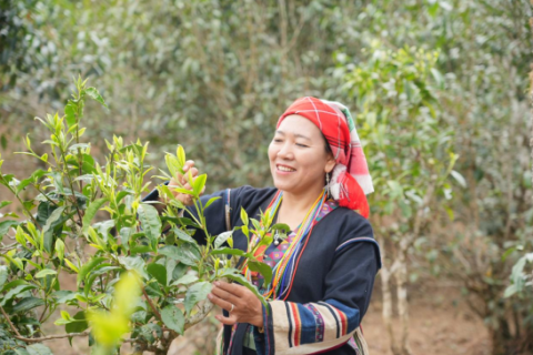 组织化破解&ldquo;用工荒&rdquo;，一片叶带富千万家