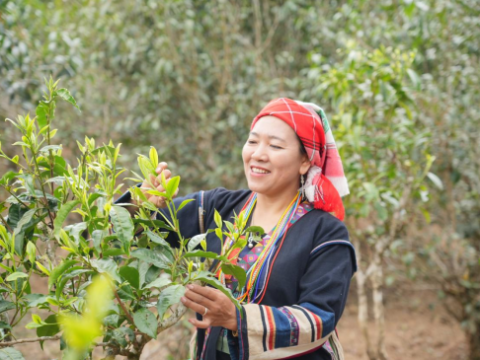 组织化破解&ldquo;用工荒&rdquo;，一片叶带富千万家