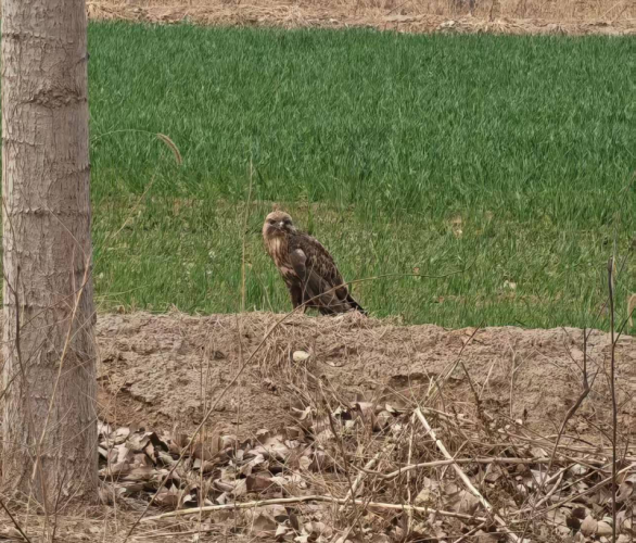 河北省晋州市自然资源和规划局快速救助国家二级保护动物大鵟