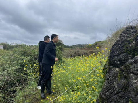 湖南武冈市秦桥镇扎实开展禁种铲毒踏查行动筑牢无毒防护屏障