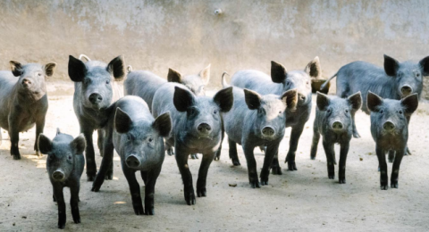 养出&ldquo;小金猪&rdquo;带富众乡亲&mdash;&mdash;记云南勐海西定乡养殖能人康思