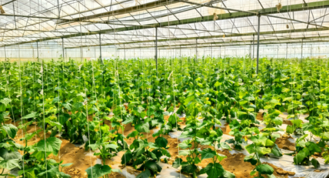 党建领航棚兴业旺 反季种菜景美民丰