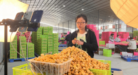 云南勐满镇&ldquo;稻果轮作&rdquo;：以&ldquo;三破三解&rdquo;谱写乡村振兴新篇章