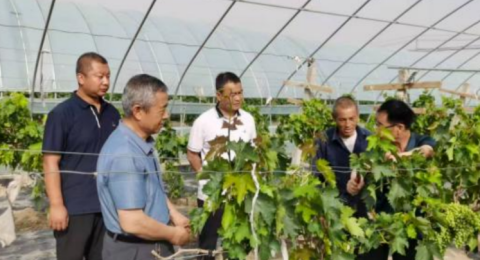 甘肃酒泉市金塔县：党建引领&ldquo;三力&rdquo;齐发 绘就生态振兴新图景