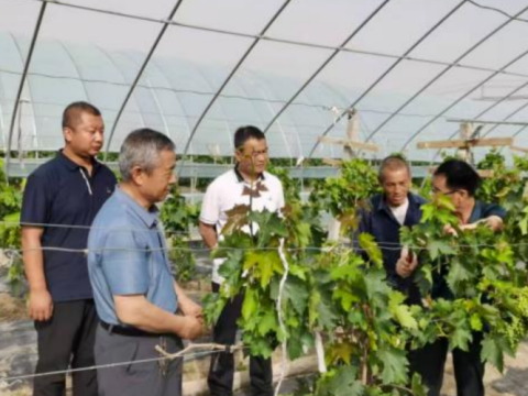 甘肃酒泉市金塔县：党建引领&ldquo;三力&rdquo;齐发 绘就生态振兴新图景