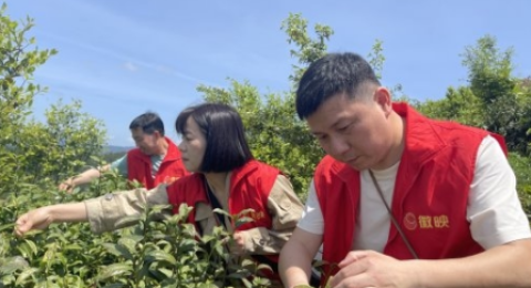 茶山那片红，仍在记忆中鲜亮