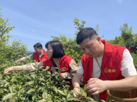 茶山那片红，仍在记忆中鲜亮