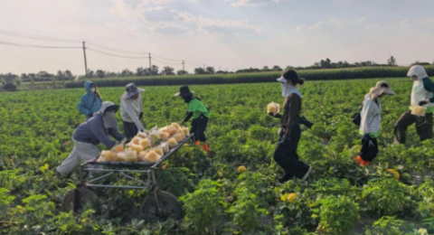 深耕乡土助农兴农&mdash;&mdash;西外实践队开展蜜瓜调研与直播助农实践