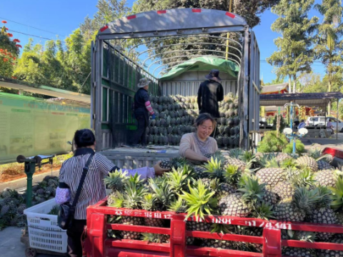 云南耿马：金丝凤梨飘香 &nbsp;促农增收