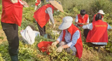 小花生结出&ldquo;致富果&rdquo;湖南省绥宁县武阳镇双龙村七彩花生喜获丰收