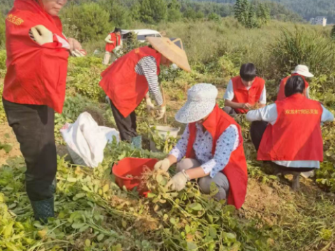 小花生结出&ldquo;致富果&rdquo;湖南省绥宁县武阳镇双龙村七彩花生喜获丰收